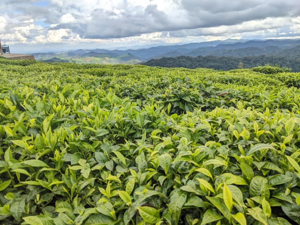 Nyungwe Village Kitabi Exteriér fotografie